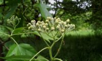 botões de mostajeiro – Sorbus torminalis botões de mostajeiro, mostajeiro-das-cólicas – Sorbus torminalis
