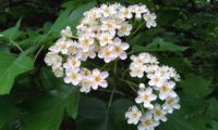 corimbo de mostajeiro – Sorbus torminalis corimbo de mostajeiro, mostajeiro-das-cólicas – Sorbus torminalis