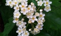 corimbo, flores e botões de mostajeiro – Sorbus torminalis corimbo, flores e botões de mostajeiro, mostajeiro-das-cólicas – Sorbus torminalis