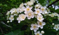 flores de mostajeiro – Sorbus torminalis flores de mostajeiro, mostajeiro-das-cólicas – Sorbus torminalis
