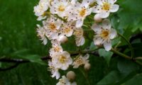 flores e botões de mostajeiro – Sorbus torminalis flores e botões de mostajeiro, mostajeiro-das-cólicas – Sorbus torminalis