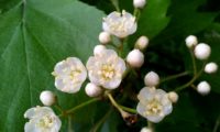 flores e botões de mostajeiro – Sorbus torminalis flores e botões de mostajeiro, mostajeiro-das-cólicas – Sorbus torminalis