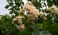 corimbos de mostajeiro – Sorbus torminalis corimbos de mostajeiro, mostajeiro-das-cólicas – Sorbus torminalis