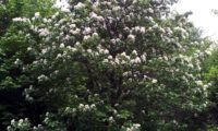 hábito juvenil em floração de mostajeiro – Sorbus torminalis hábito juvenil em floração de mostajeiro, mostajeiro-das-cólicas – Sorbus torminalis