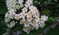 inflorescência de mostajeiro, mostajeiro-das-cólicas – Sorbus torminalis inflorescência de mostajeiro, mostajeiro-das-cólicas – Sorbus torminalis