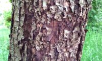 ritidoma esfoliado de mostajeiro – Sorbus torminalis ritidoma esfoliado de mostajeiro, mostajeiro-das-cólicas – Sorbus torminalis