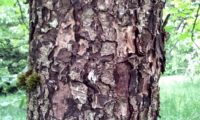 ritidoma de mostajeiro com as margens das placas reviradas – Sorbus torminalis ritidoma de mostajeiro, mostajeiro-das-cólicas com as margens das placas reviradas – Sorbus torminalis