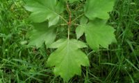 ramúsculos de páginas superiores de mostajeiro – Sorbus torminalis ramalhete de páginas superiores de mostajeiro,mostajeiro-das-cólicas – Sorbus torminalis