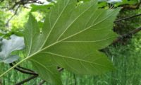 página inferior de mostajeiro – Sorbus torminalis página inferior de mostajeiro,mostajeiro-das-cólicas – Sorbus torminalis