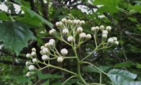 botões de mostajeiro quase a abrir – Sorbus torminalis botões de mostajeiro, mostajeiro-das-cólicas quase a abrir – Sorbus torminalis
