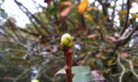 gomos de mostajeiro – Sorbus torminalis gomos de mostajeiro, mostajeiro-das-cólicas – Sorbus torminalis