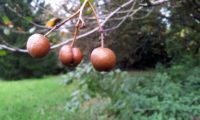 pomos maduros de mostajeiro – Sorbus torminalis pomos maduros de mostajeiro, mostajeiro-das-cólicas – Sorbus torminalis
