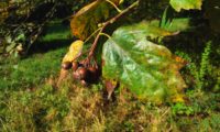 frutos, gemas e folhas de mostajeiro – Sorbus torminalis frutos, gemas e folhas de mostajeiro, mostajeiro-das-cólicas – Sorbus torminalis