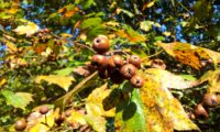 frutos e folhas outonais de mostajeiro – Sorbus torminalis frutos e folhas outonais de mostajeiro, mostajeiro-das-cólicas – Sorbus torminalis