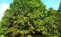 hábito adulto, copa abobada de mostajeiro – Sorbus torminalis hábito adulto, copa abobada de mostajeiro, mostajeiro-das-cólicas – Sorbus torminalis