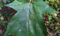 página superior de mostajeiro, mostajeiro-das-cólicas – Sorbus torminalis página superior de mostajeiro, mostajeiro-das-cólicas – Sorbus torminalis