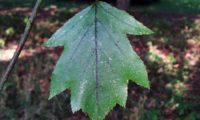 página superior com longo pecíolo de mostajeiro – Sorbus torminalis página superior de mostajeiro, mostajeiro-das-cólicas com longo pecíolo – Sorbus torminalis