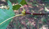 gomo ou gema de mostajeiro – Sorbus torminalis gomo ou gema de mostajeiro, mostajeiro-das-cólicas – Sorbus torminalis