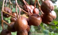 pomos verrugosos de mostajeiro – Sorbus torminalis pomos de mostajeiro, mostajeiro-das-cólicas – Sorbus torminalis