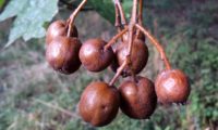 pomos de mostajeiro com a pele coberta de lentículas – Sorbus torminalis pomos de mostajeiro com a pele coberta de lentículas – Sorbus torminalis