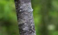 ritidoma juvenil de mostajeiro – Sorbus torminalis ritidoma juvenil de mostajeiro, mostajeiro-das-cólicas – Sorbus torminalis