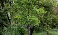 hábito jovem de mostajeiro – Sorbus torminalis hábito jovem de mostajeiro, mostajeiro-das-cólicas – Sorbus torminalis