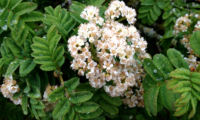 flores e folhas de tramazeira-da-madeira, sorveira-da-madeira - Sorbus maderensis