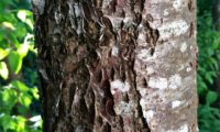 ritidoma de mostajeiro, aspecto transição de juvenil para adulto – Sorbus torminalis ritidoma, aspecto transição de juvenil para adulto de mostajeiro, mostajeiro-das-cólicas – Sorbus torminalis