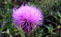 as tonalidades do rosa ao magenta de um captítulo de lava-pé – Cheirolophus sempervirens as tonalidades do rosa ao magenta de um captítulo de lava-pé, viomal – Cheirolophus sempervirens