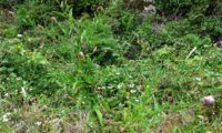 hábito de lava-pé – Cheirolophus sempervirens hábito de lava-pé, viomal – Cheirolophus sempervirens