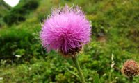 captítulo composto por numerosas flores de lava-pé – Cheirolophus sempervirens captítulo composto por numerosas flores, lava-pé, viomal – Cheirolophus sempervirens