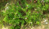viomal num declive – Cheirolophus sempervirens viomal num declive – Cheirolophus sempervirens
