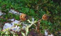 capítulos frutíferos de lava-pé – Cheirolophus sempervirens capítulos frutíferos de lava-pé, viomal – Cheirolophus sempervirens