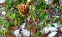 capítulo frutífero de lava-pé – Cheirolophus sempervirens capítulo frutífero de lava-pé, viomal – Cheirolophus sempervirens