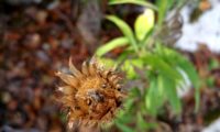 capítulo frutífero de lava-pé, visto de cima – Cheirolophus sempervirens capítulo frutífero, visto de cima de lava-pé, viomal – Cheirolophus sempervirens