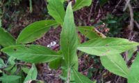 páginas superiores de lava-pé – Cheirolophus sempervirens páginas superiores, margens levemente serrilhadas de lava-pé, viomal – Cheirolophus sempervirens