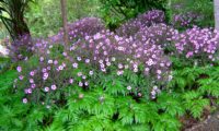 canteiro de gerânios-da-madeira floridos - Geranium maderense canteiro de gerânios-da-madeira floridos e suas luxuriantes folhas, no Jardim Botânico da Madeira - Geranium maderense