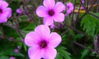flores rosa-magenta de gerânio-da-madeira - Geranium maderense flores rosa-magenta e botões de gerânio-da-madeira, pássaras - Geranium maderense