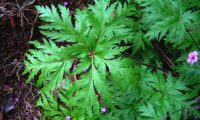 páginas superiores de gerânio-da-madeira - Geranium maderense luxuriantes páginas superiores, profundamente recortadas de gerânio-da-madeira, pássaras - Geranium maderense