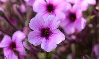flor detalhada de gerânio-da-madeira - Geranium maderense flor de gerânio-da-madeira, pássaras, pormenor dos órgãos reprodutivos - Geranium maderense
