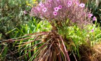 hábito característico em forma de ampulheta de gerânio-da-madeira em plena floração - Geranium maderense hábito característico em forma de ampulheta de gerânio-da-madeira, ou pássaras em plena floração - Geranium maderense