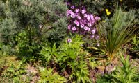 ramalhete florido de gerânio-da-madeira, composição - Geranium maderense ramalhete florido de pássaras ou gerânio-da-madeira, composição - Geranium maderense