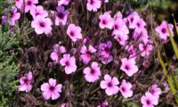 pássaras ou gerânio-da-madeira, vista parcial da floração - Geranium maderense pássaras ou gerânio-da-madeira, vista parcial da floração esférica - Geranium maderense