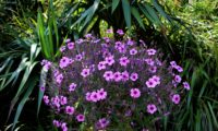 cimeira de gerânio-da-madeira em floração - Geranium maderense cimeira de gerânio-da-madeira, pássaras em floração - Geranium maderense