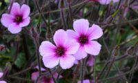 pormenor de flores de gerânio-da-madeira - Geranium maderense pormenor de flores completas de gerânio-da-madeira, pássaras, rodeadas por inúmeros pedúnculos revestidos de pêlos - Geranium maderense