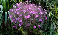 cimeira de gerânio-da-madeira em floração - Geranium maderense cimeira de pássaras ou gerânio-da-madeira em floração - Geranium maderense