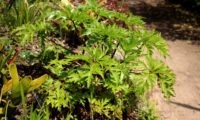 jovem pé de gerânio-da-madeira folhudo - Geranium maderense jovem pé folhudo de gerânio-da-madeira ou pássaras - Geranium maderense