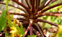 base dos pecíolos castanho-avermelhados dispostos em roseta e aglomerados no topo do caule de gerânio-da-madeira - Geranium maderense base dos pecíolos castanho-avermelhados dispostos em roseta e aglomerados no topo do caule de gerânio-da-madeira ou pássaras - Geranium maderense