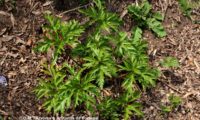 hábito de jovem pé de gerânio-da-madeira no primeiro ano de vegetação - Geranium maderense hábito de jovem pé de gerânio-da-madeira ou pássaras no primeiro ano de vegetação - Geranium maderense