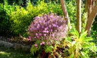 cimeira esférica de gerânio-da-madeira em plena floração - Geranium maderense cimeira esférica de pássaras, gerânio-da-madeira em plena floração - Geranium maderense